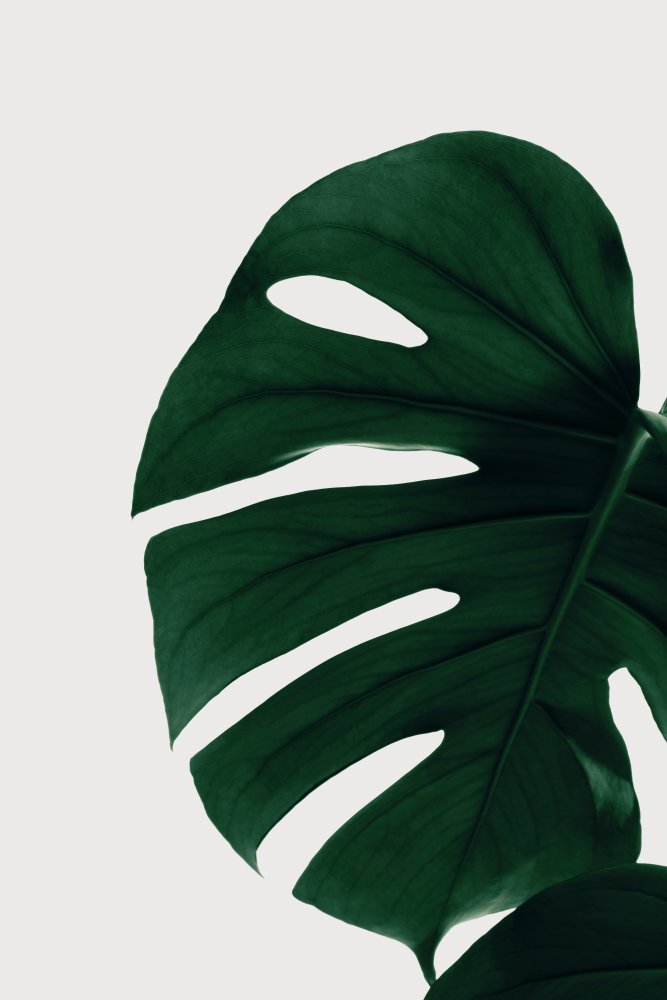 Monstera Natural 30 von Pictufy Studio III