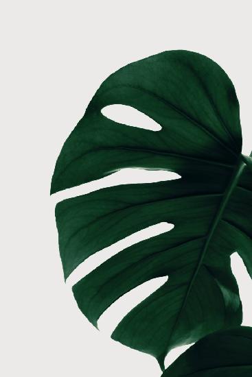 Monstera Natural 30