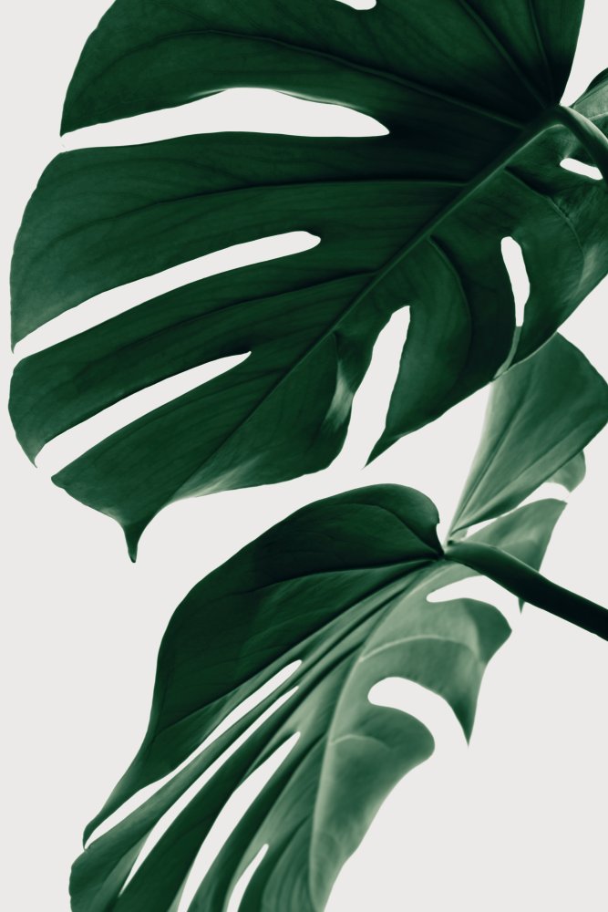 Monstera Natural 31 von Pictufy Studio III