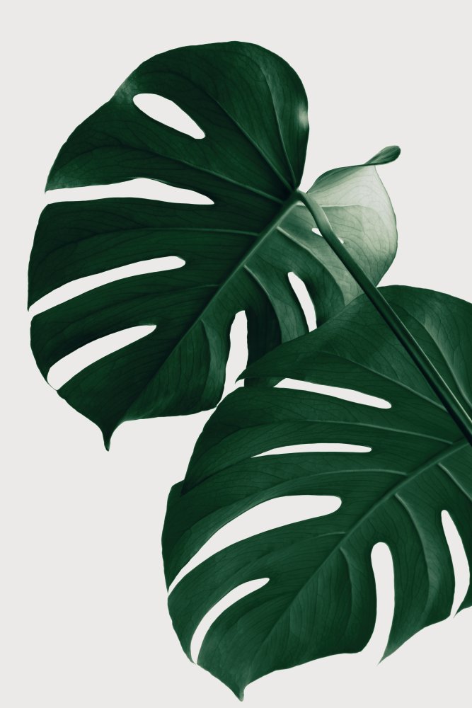 Monstera Natural 32 von Pictufy Studio III