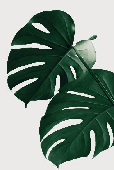 Monstera Natural 32