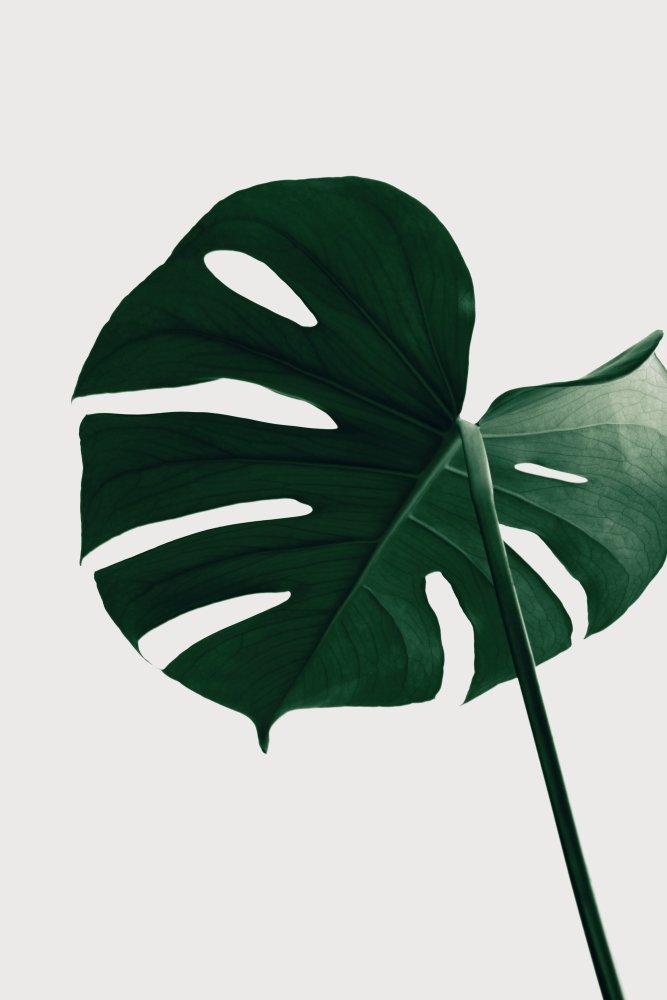 Monstera Natural 33 von Pictufy Studio III