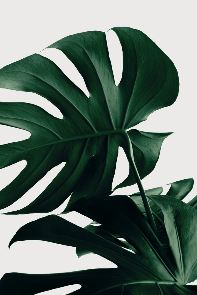 Monstera Natural 34 von Pictufy Studio III