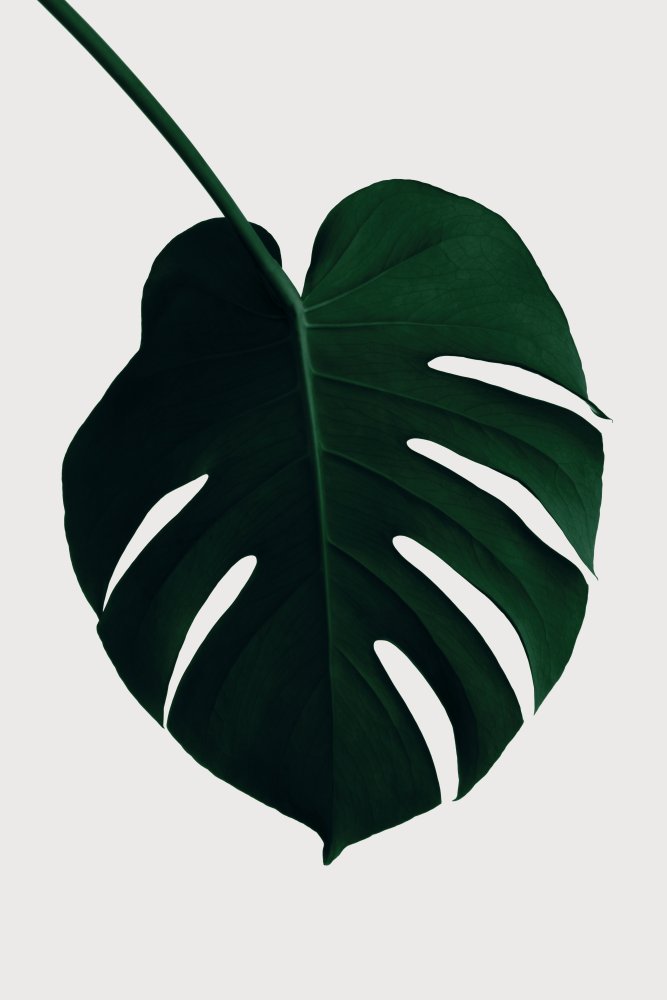 Monstera Natural 35 von Pictufy Studio III