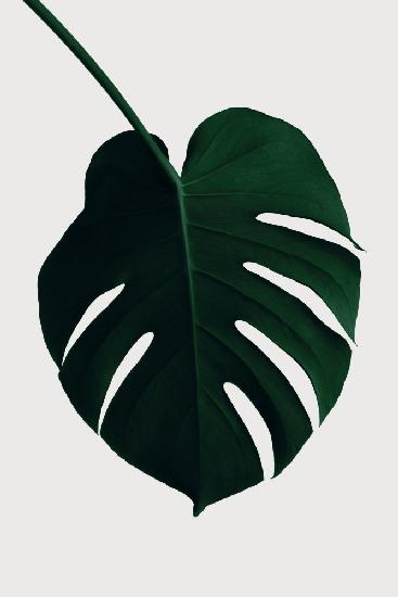 Monstera Natural 35