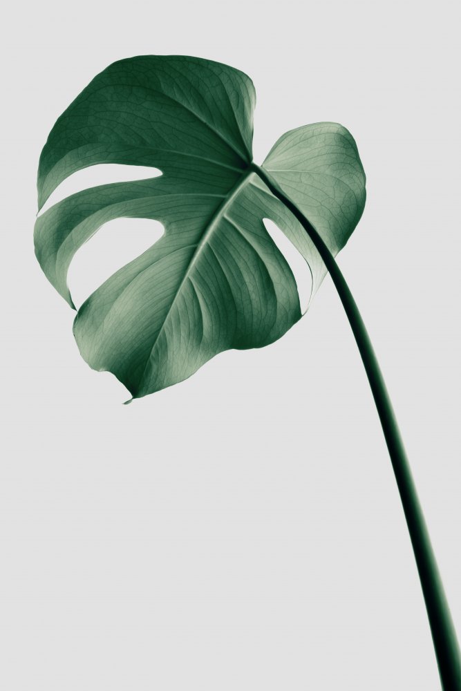 Monstera Natural 36 von Pictufy Studio III