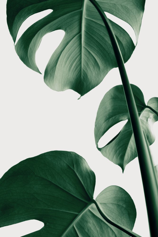 Monstera Natural 37 von Pictufy Studio III