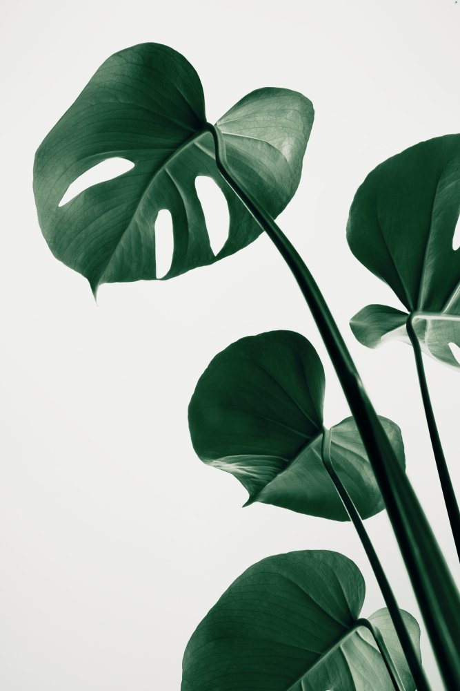 Monstera Natural 38 von Pictufy Studio III