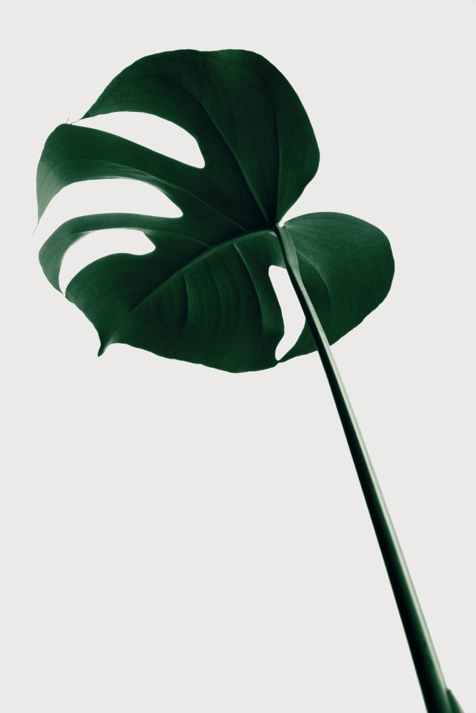 Monstera Natural 40 von Pictufy Studio III