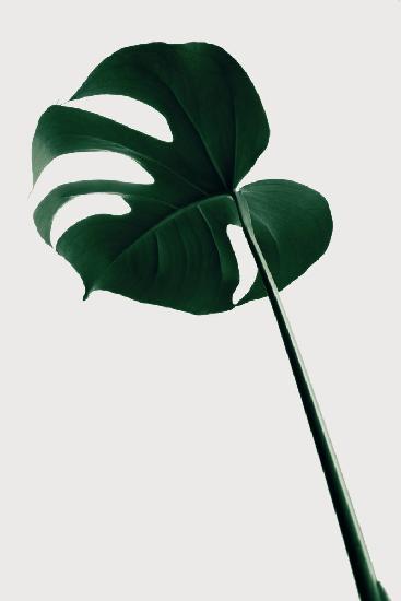 Monstera Natural 40