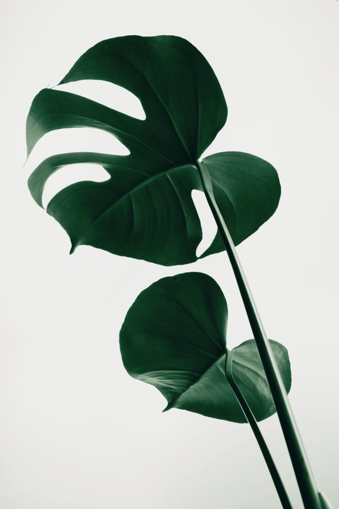 Monstera Natural 41 von Pictufy Studio III