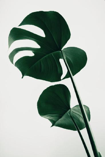 Monstera Natural 41