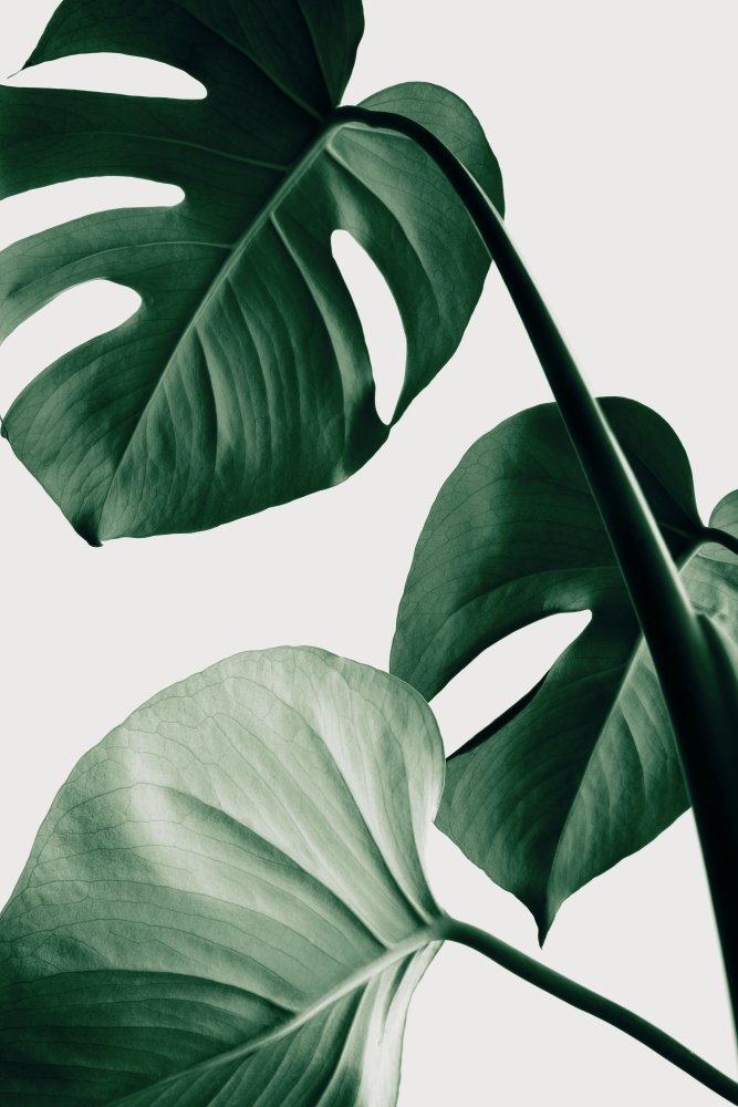 Monstera Natural 42 von Pictufy Studio III