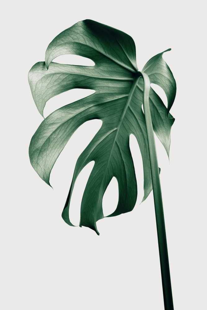 Monstera Natural 44 von Pictufy Studio III