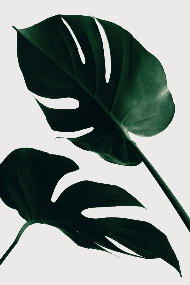 Monstera Natural 45 von Pictufy Studio III