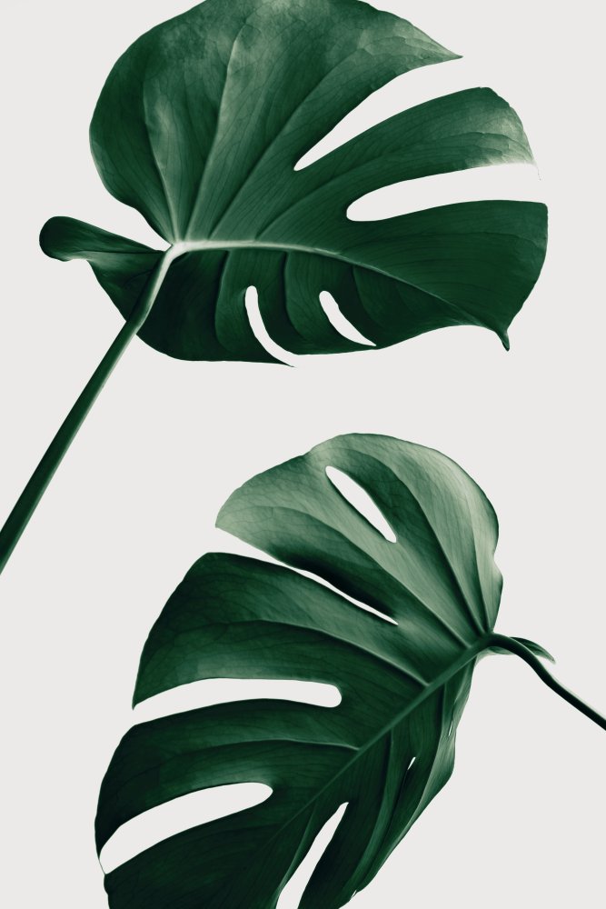 Monstera Natural 46 von Pictufy Studio III