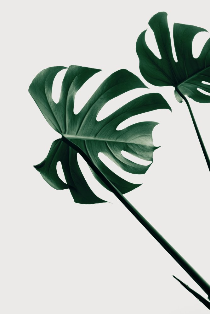 Monstera Natural 47 von Pictufy Studio III