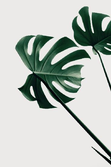 Monstera Natural 47