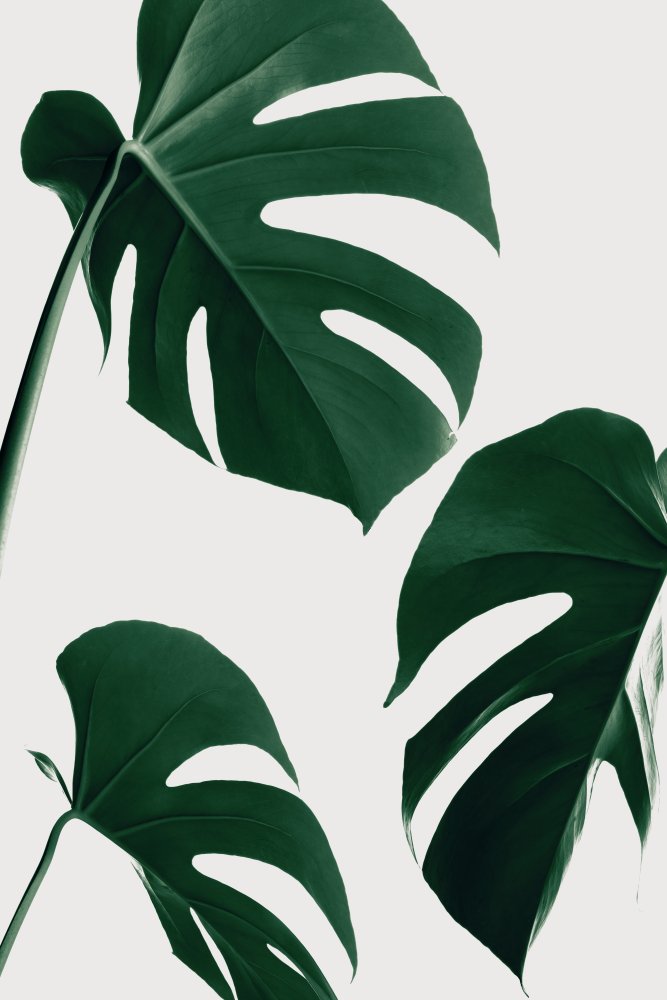 Monstera Nautral 39 von Pictufy Studio III