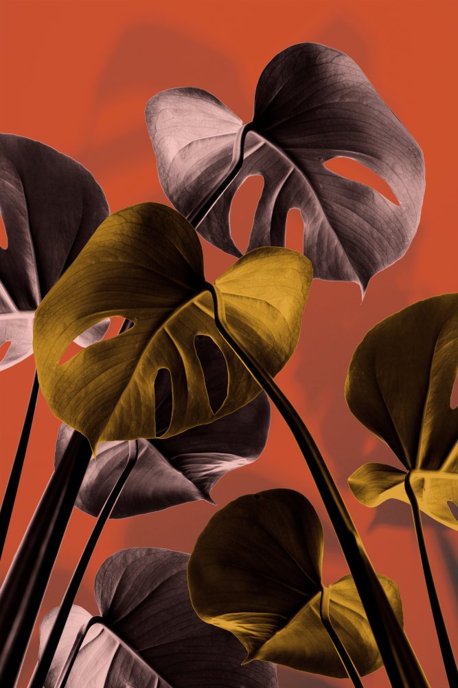 Monstera Orange 01 von Pictufy Studio III