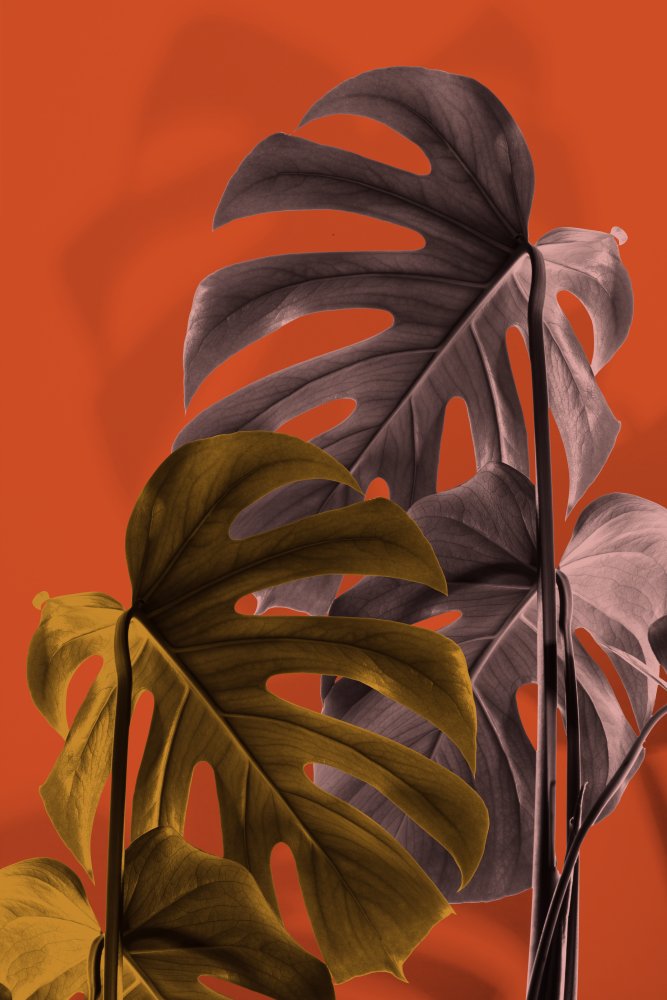 Monstera Orange 02 von Pictufy Studio III