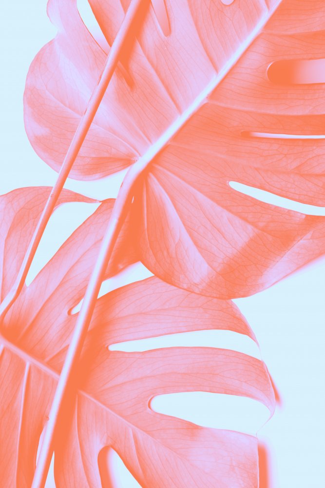 Monstera Orange 04 von Pictufy Studio III