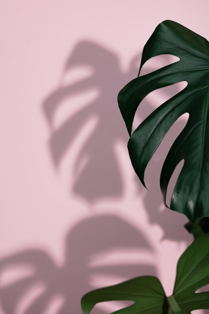 Monstera Pink 09 von Pictufy Studio III