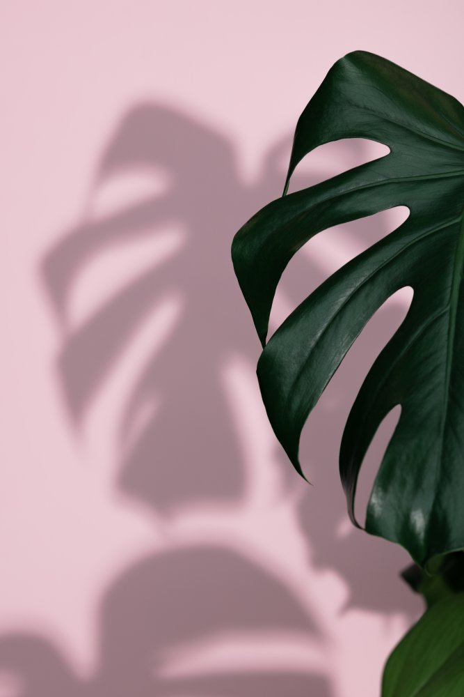 Monstera Pink 10 von Pictufy Studio III