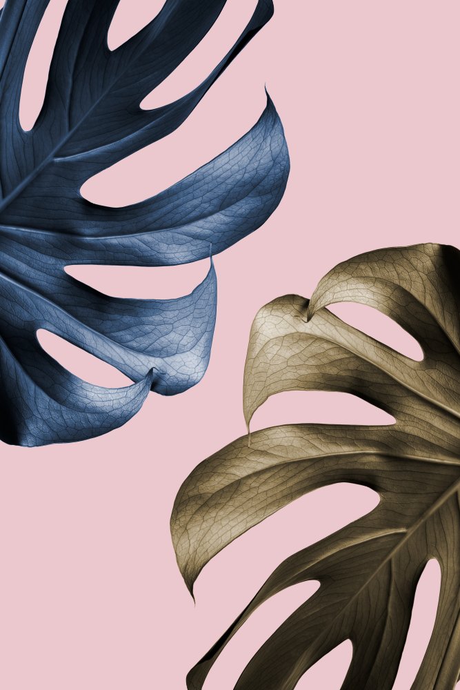 Monstera Pink 11 von Pictufy Studio III