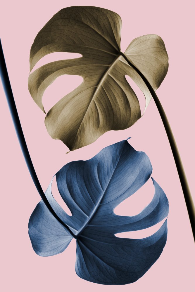 Monstera Pink 12 von Pictufy Studio III