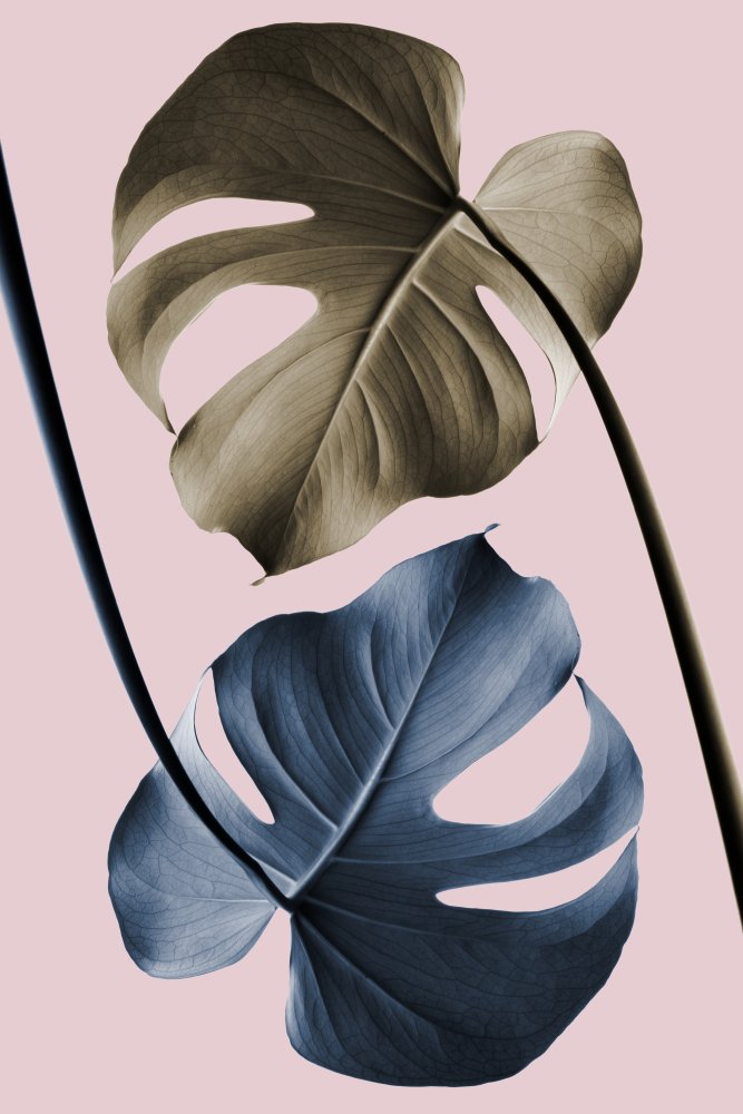 Monstera Pink Light 02 von Pictufy Studio III