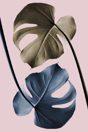 Monstera Pink Light 02