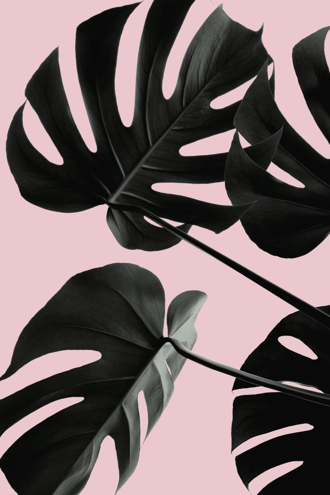 Monstera Pink No 01 von Pictufy Studio III