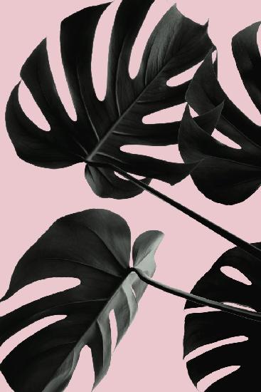 Monstera Pink No 01