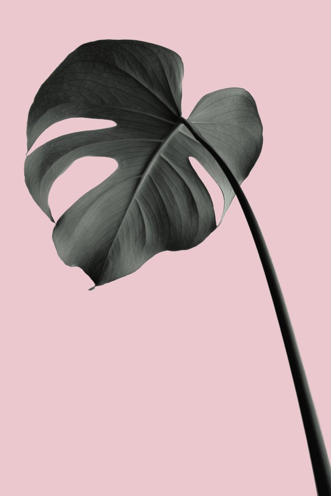 Monstera Pink No 02 von Pictufy Studio III