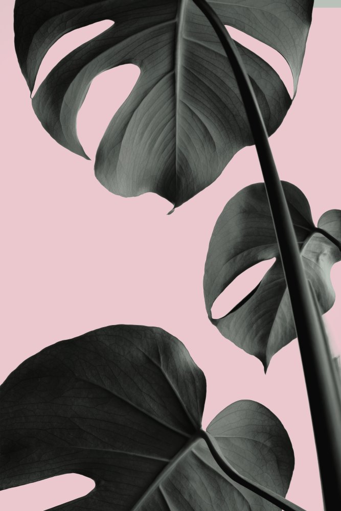 Monstera Pink No 03 von Pictufy Studio III