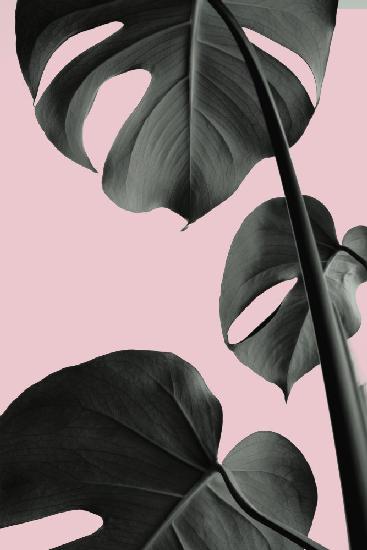 Monstera Pink No 03