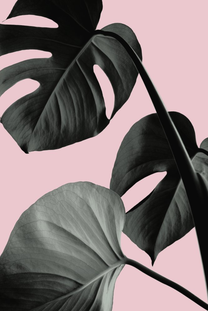 Monstera Pink No 04 von Pictufy Studio III