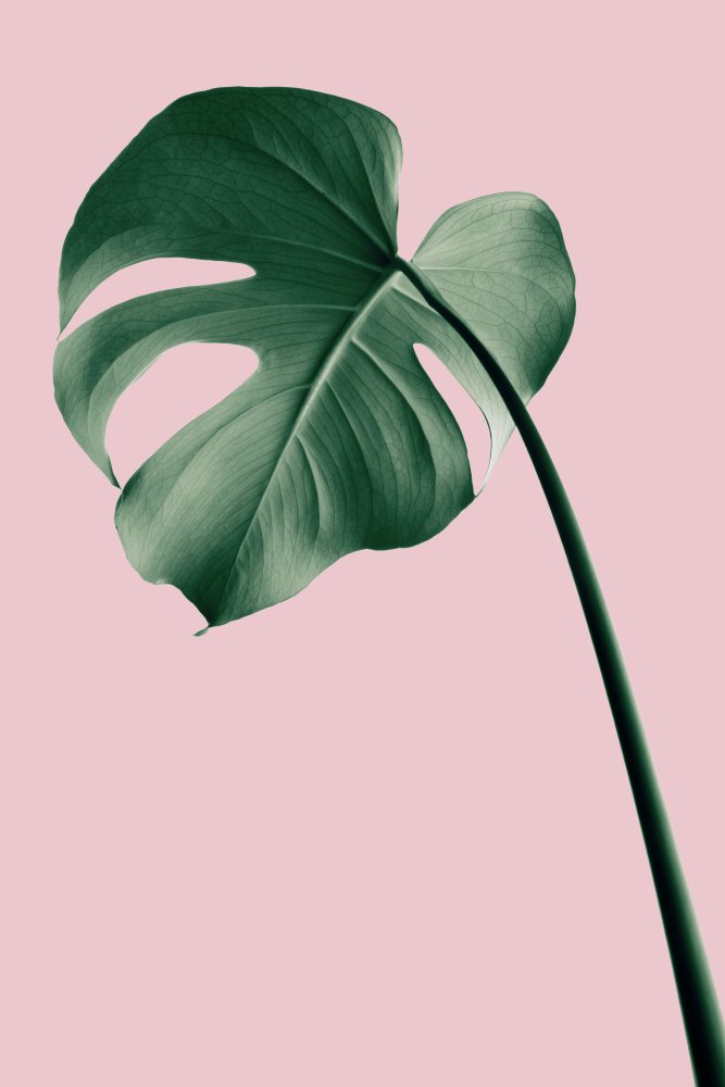 Monstera Pink No 05 von Pictufy Studio III