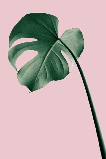 Monstera Pink No 05