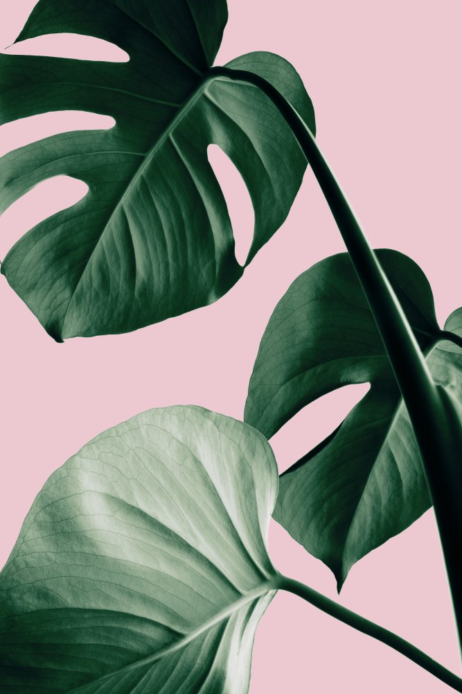 Monstera Pink No 07 von Pictufy Studio III