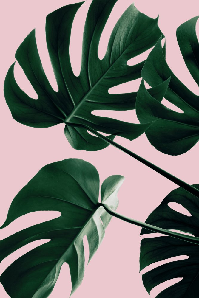 Monstera Pink No 08 von Pictufy Studio III