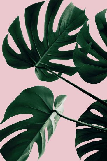 Monstera Pink No 08