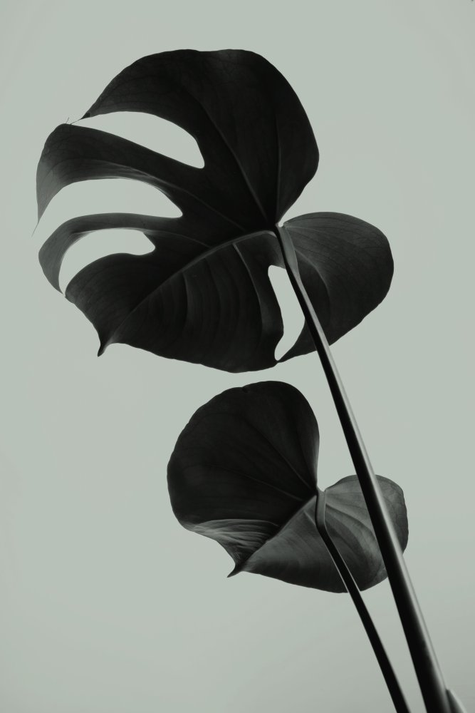 Monstera Teal 01 von Pictufy Studio III