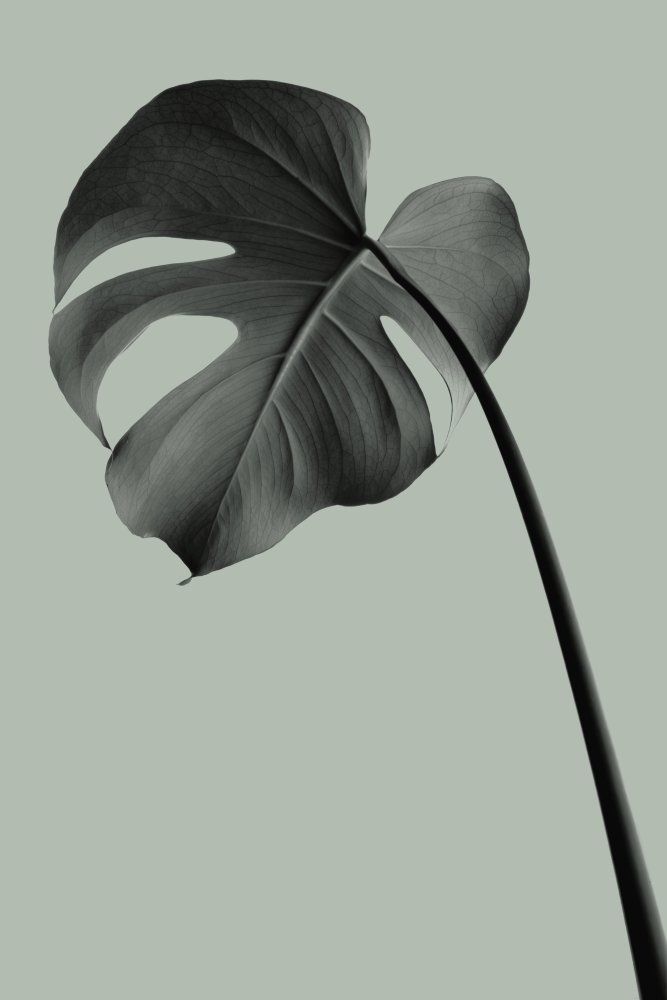 Monstera Teal 02 von Pictufy Studio III