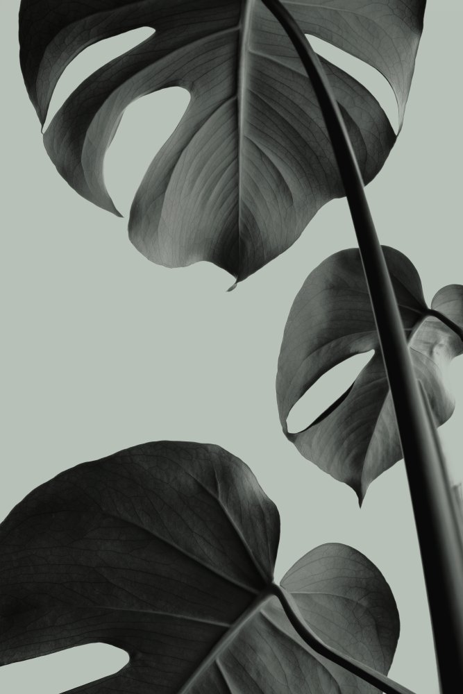 Monstera Teal 03 von Pictufy Studio III