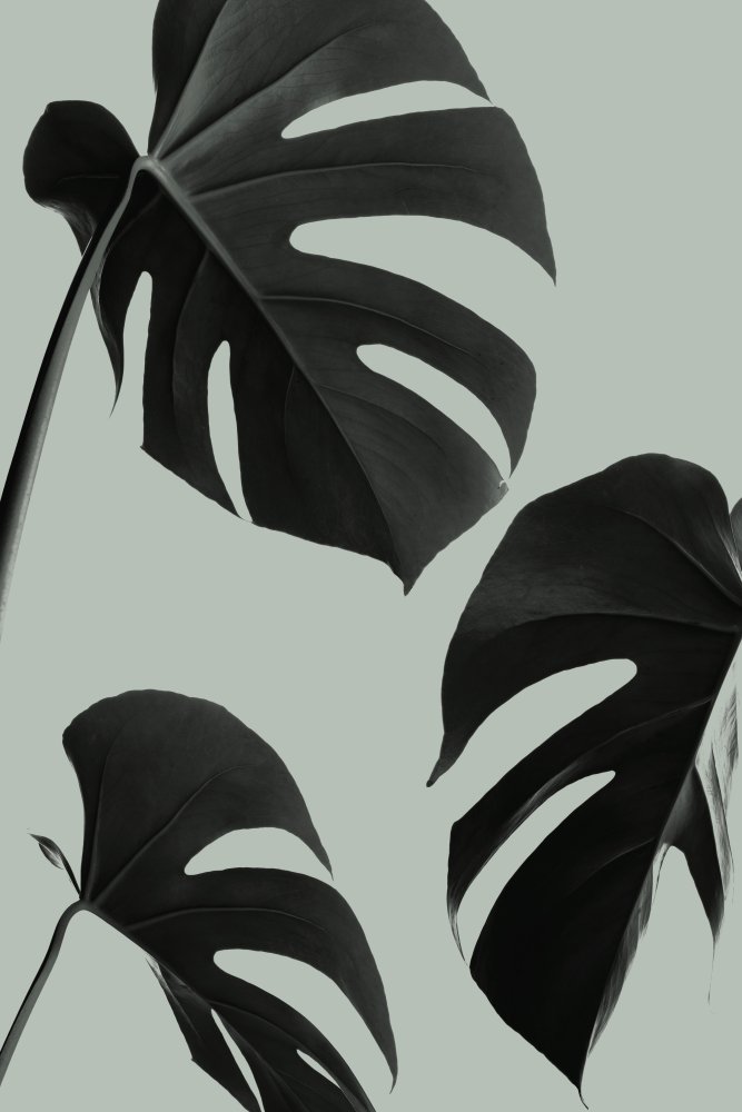 Monstera Teal 05 von Pictufy Studio III