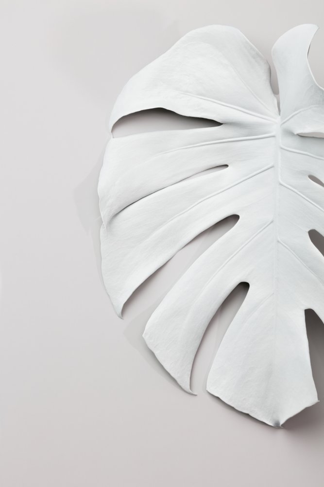 Monstera White 01 von Pictufy Studio III