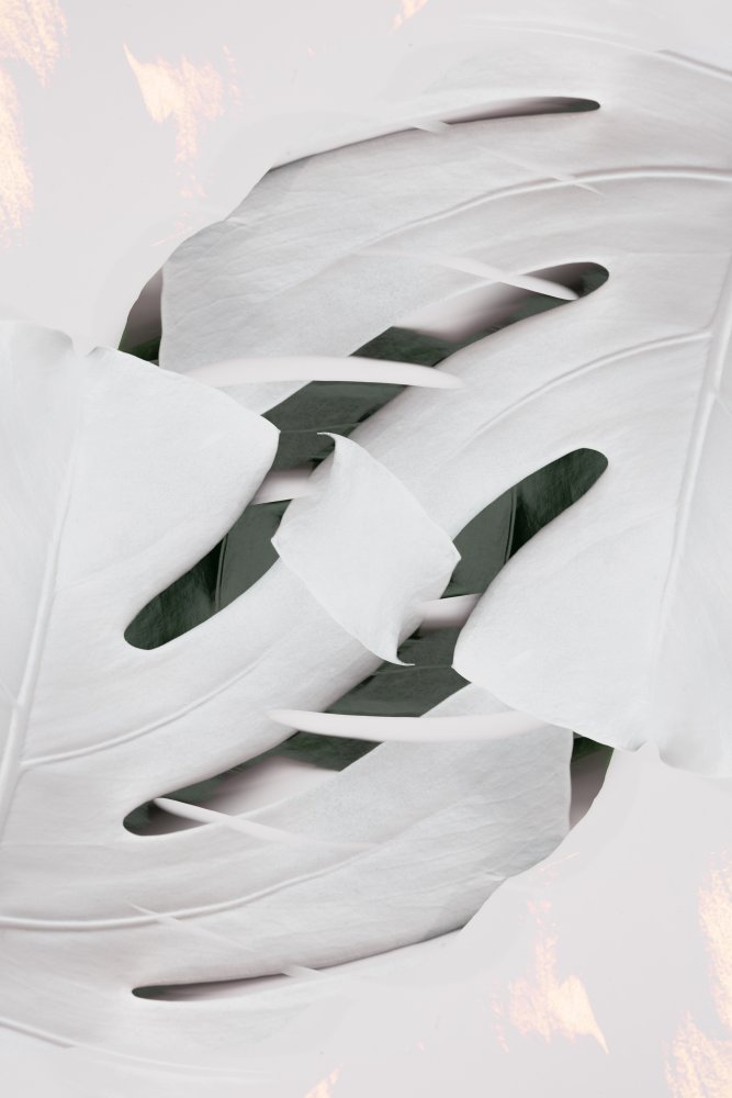 Monstera White 02 von Pictufy Studio III