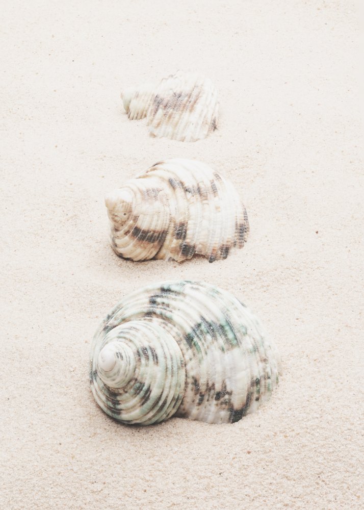 Shells von Pictufy Studio III